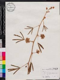 Mimosa pudica image