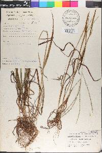 Digitaria ternata image