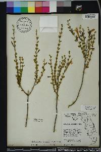 Calamintha coccinea image