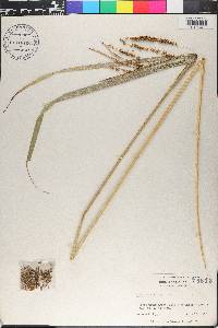 Carex crinita var. brevicrinis image