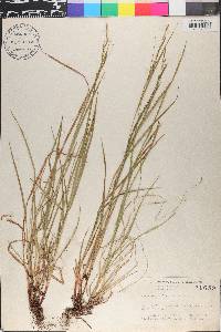 Carex aestivalis image