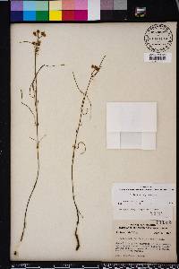Asclepias feayi image