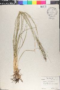 Sporobolus heterolepis image