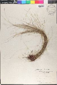 Eleocharis tenuis image