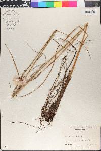 Eriophorum virginicum image