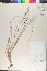 Carex conoidea image