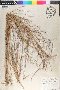 Muhlenbergia mexicana image