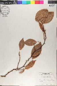 Coccoloba coronata image