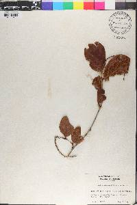 Coccoloba costata image