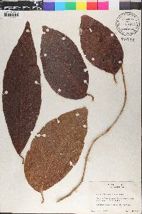 Coccoloba swartzii image