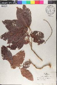 Coccoloba swartzii image