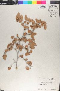 Coccoloba flavescens image