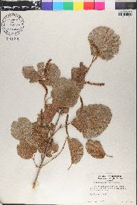 Coccoloba leoganensis image