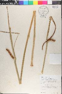 Acorus calamus image