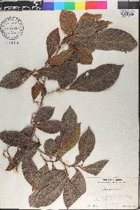 Coccoloba venosa image