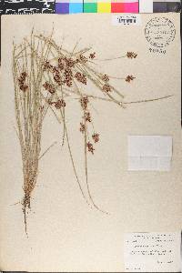 Cyperus diandrus image