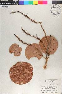 Coccoloba pubescens image