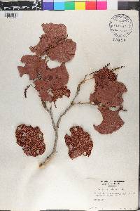 Coccoloba pubescens image