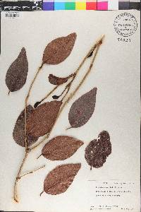 Coccoloba swartzii image