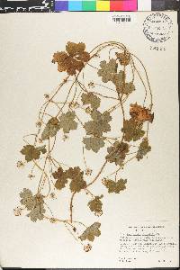 Hydrocotyle poeppigii image