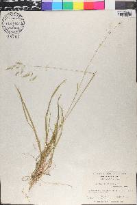 Poa cuspidata image