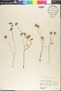 Hydrocotyle chamaemorus image