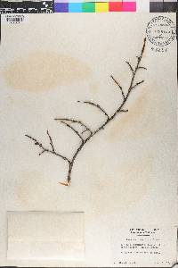 Coccoloba pauciflora image