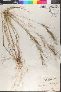 Aristida tuberculosa image