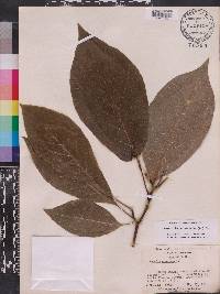 Magnolia acuminata image