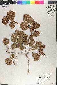 Coccoloba leoganensis image