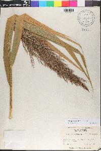 Phragmites australis image