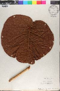 Coccoloba pubescens image