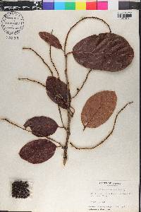 Coccoloba hondurensis image