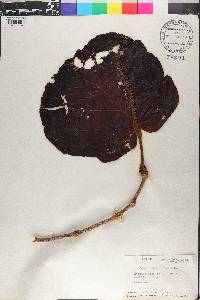 Coccoloba pubescens image