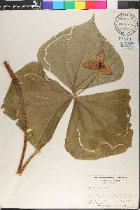 Trillium erectum image