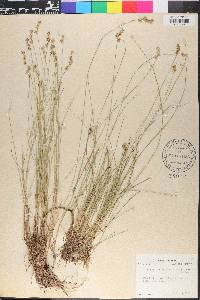Carex muricata var. cephalantha image