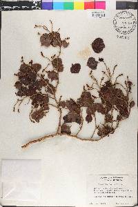 Coccoloba fuertesii image