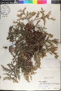 Thuja occidentalis image