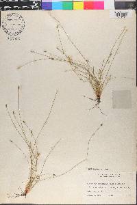 Eleocharis intermedia image