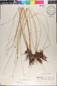 Eleocharis erythropoda image