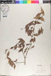 Myrcia splendens image