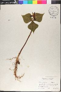 Trillium erectum image