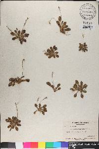 Stenandrium droseroides image