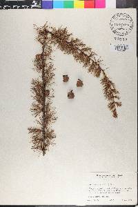 Larix laricina image