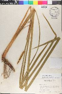 Acorus calamus image