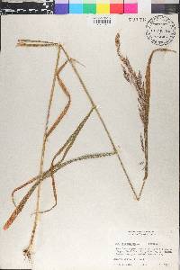 Cinna arundinacea image