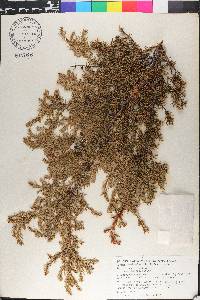 Juniperus communis var. depressa image