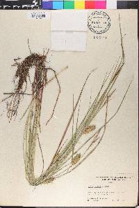 Carex bullata image