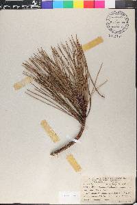 Pinus muricata image