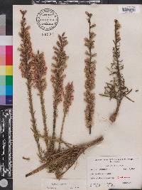 Liatris chapmanii image